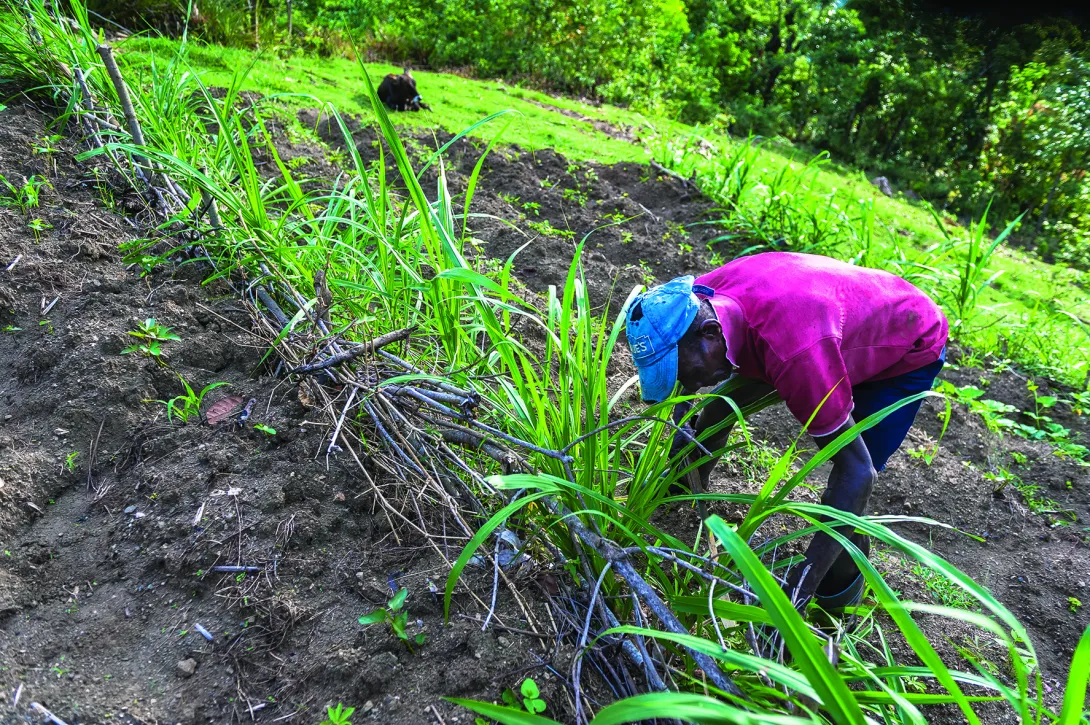 Haiti: training smallholders in sustainable techniques
