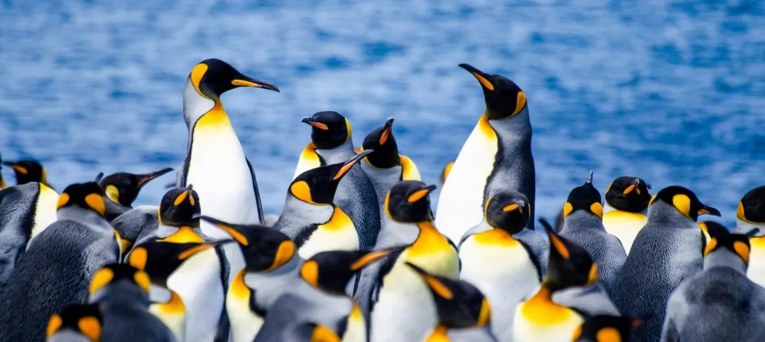 Terres australes et antarctiques françaises : des laboratoires naturels à la croisée des enjeux planétaires